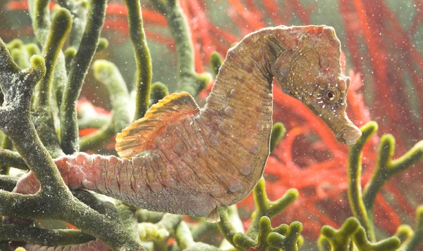 Biomimetica: de natuur als inspiratiebron