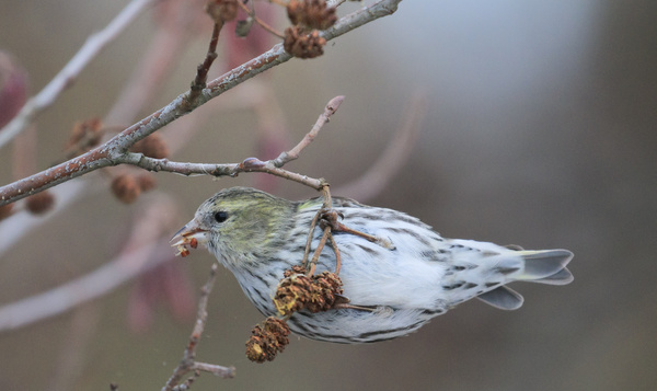 Vrouwelijke sijs eet zaad uit elzenproppen