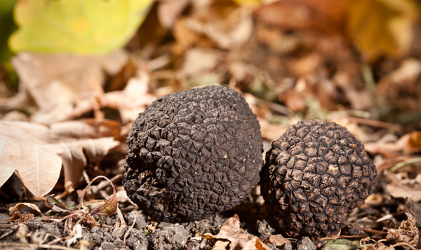 Het (bizarre) seksleven van truffels