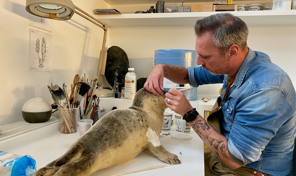 Taxidermist blaast nieuw leven in dode natuur