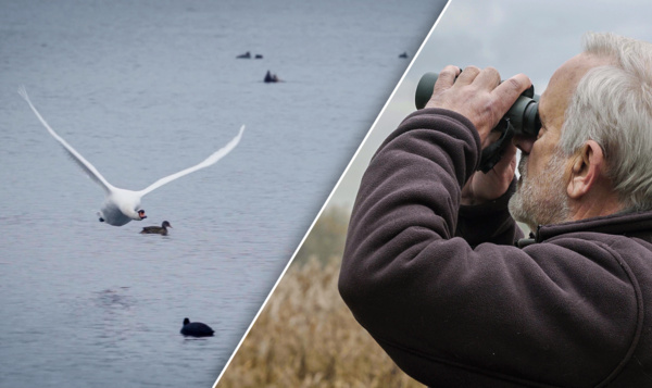 Watervogels overwinteren vlakbij rangeerstation