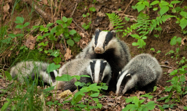 Een slimme das krijgt haar kinderen op (de best mogelijke) tijd