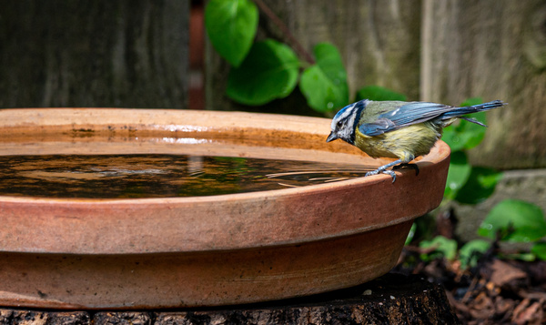 Geef je de dieren in je tuin te drinken? Zo hou je het water vorstvrij!