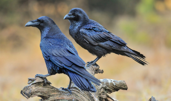 Wat kunnen studenten leren van dieren?