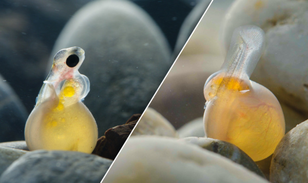 Baby-beekforellen komen uit het ei