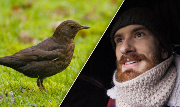 Het Grote Vogelweekend in een kleine stadstuin