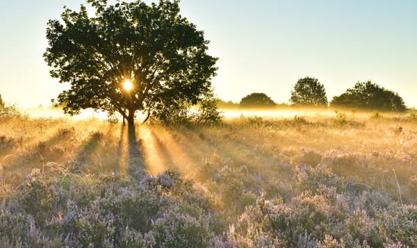 Wintereik vs. zomereik