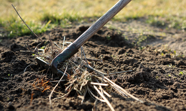 Tuinkalender: maak je wilde tuin lenteklaar