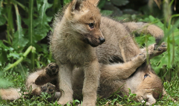 Alles over de voortplanting van de wolf