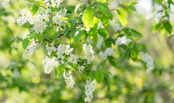 Europese vogelkers, een feest voor mens én dier