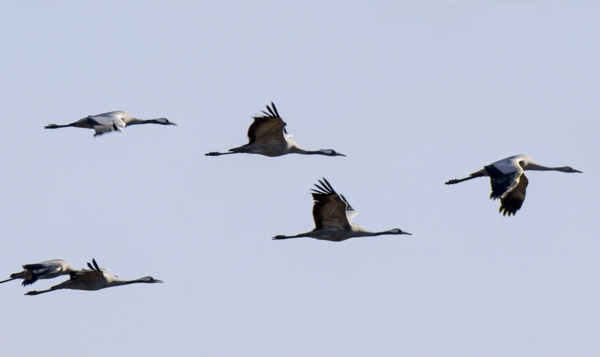 Had jij al kraanvogelgeluk?