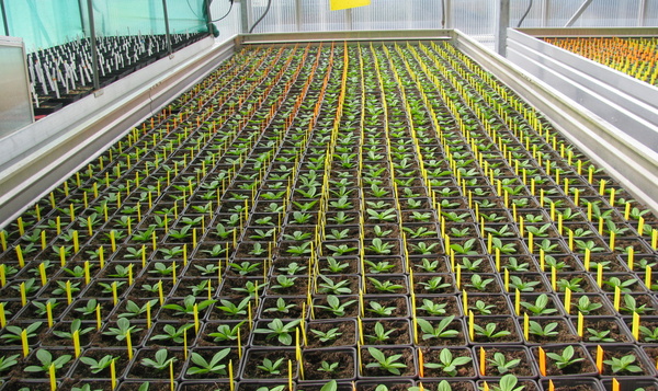 Zadenbank als redding voor wilde plantensoorten