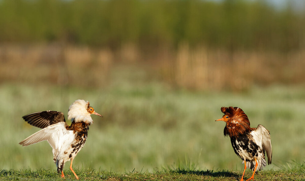 De mooiste baltskostuums van onze natuur