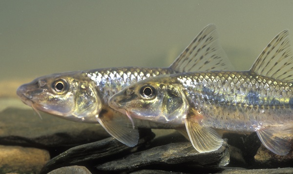 Hoe vossen vissen? Het ingewikkelde seksleven van een vis