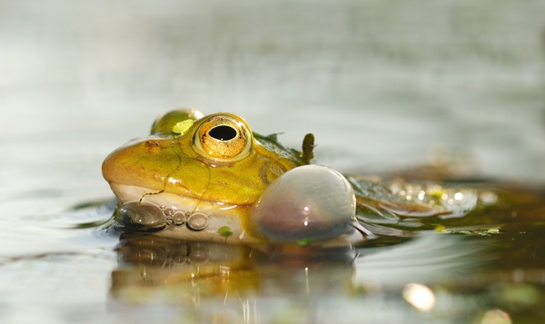 Bijzondere kikker zorgt voor overlast in tuinvijver