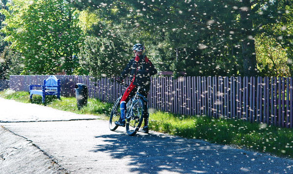 Vliegje in je oog? Insecten raken steeds minder fietsers