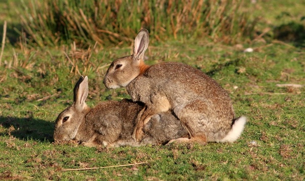 Vroegrijp: deze dieren beginnen op jonge leeftijd aan de voortplanting