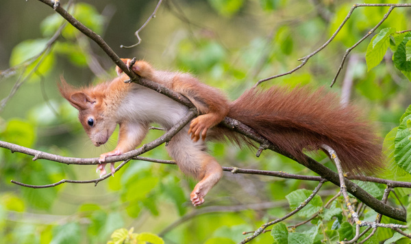 Vallen eekhoorns nooit uit een boom?