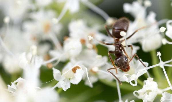 Collega's in onze natuur