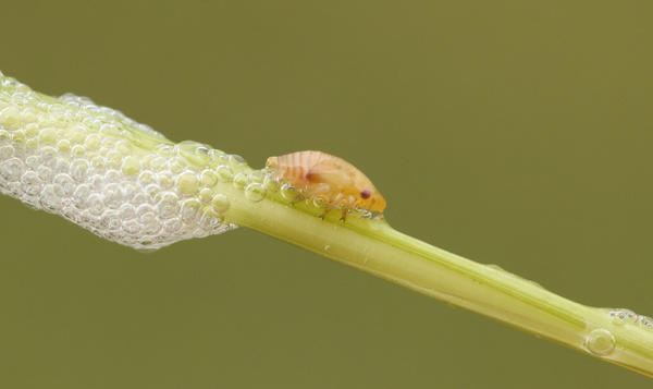 Koekoeksspuug en andere schuimnesten