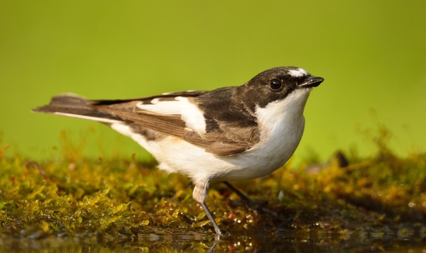 De vijf wildste dubbelgangers