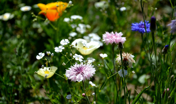 Je eigen bloemenweide aanleggen in 5 stappen