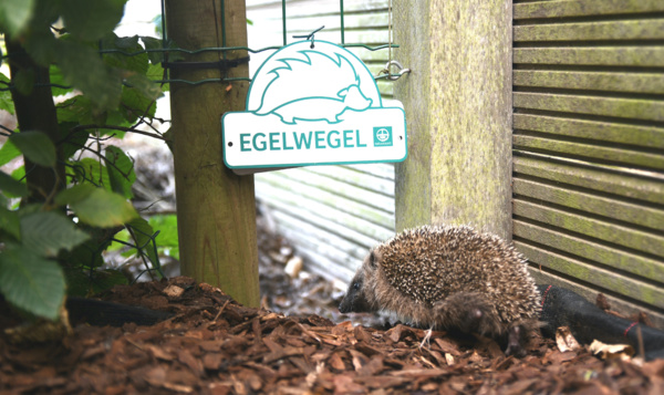 Waarom jouw straat een egelstraat moet worden