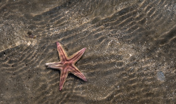 Sterren van de Noordzee: welke zeesterren leven in België?