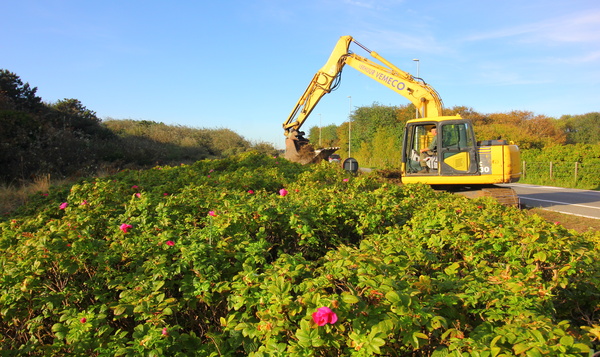 Bestrijding van de invasieve exoot rimpelroos