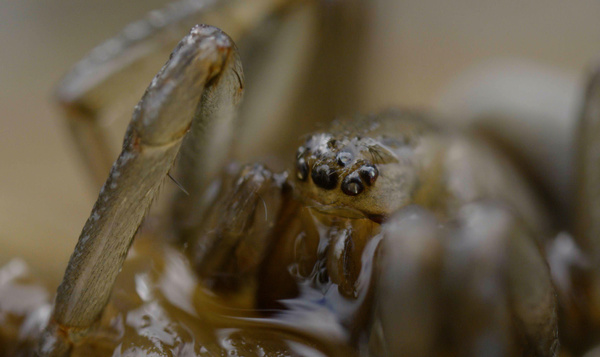 De wondere waterspin