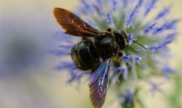 Blauwzwarte houtbij (Xylocopa violacea)