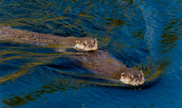 De otter langs de oevers van de Semois en de Ourthe