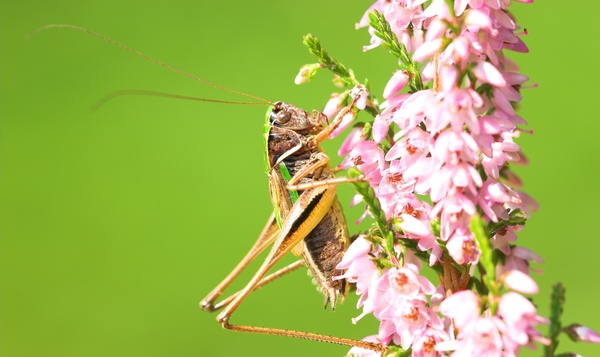 Heidesabelsprinkhaan op de Mechelse heide