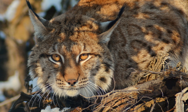 Hoe zou het nog zijn met … de Waalse lynx?