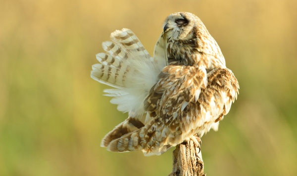 Velduil poetst zijn staart