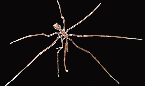 Het michelinmannetje en andere zeespinnen
