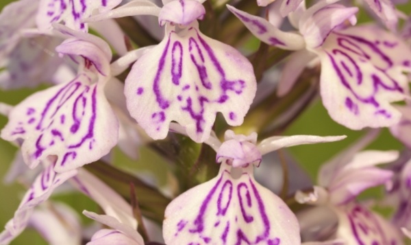 Zo zien onze wilde orchideeën eruit