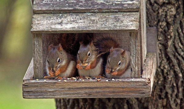 Hoelang blijven eekhoornjongen samen?