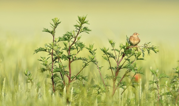 Op leeuwenjacht in onze natuur