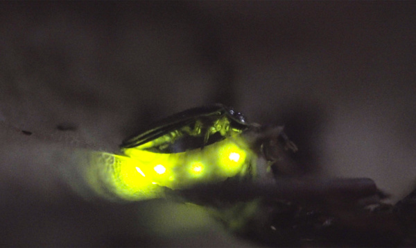 Geluk zit in een klein lichtje