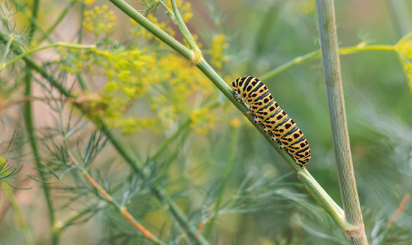 Het défilé van de mooiste rupsen van België