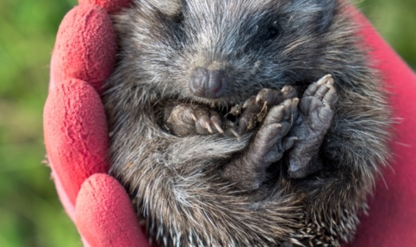 Jonge egel