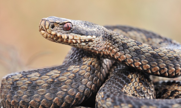 Adder