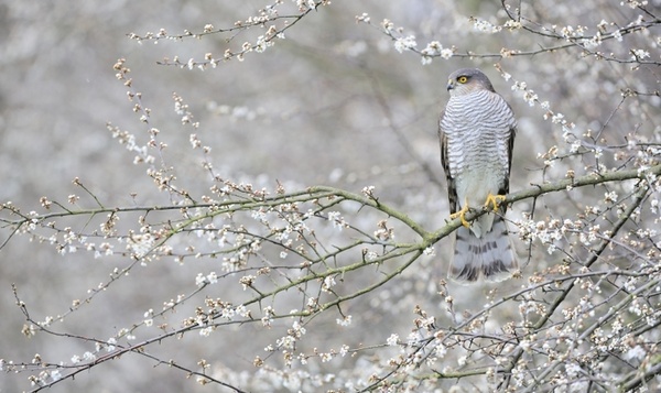 Sperwer in sleedoorn