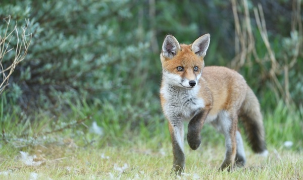 Wie zijn de meest fluffy bewoners van onze natuur?