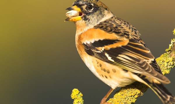 Welke trekvogels overwinteren bij ons?
