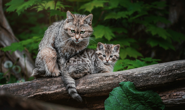 Hoe vlot verlaten jonge dieren hun ouderlijk nest?