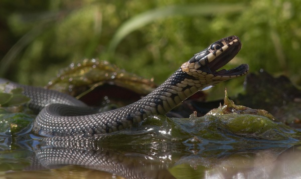 Hoe draai je een natuurdocumentaire op Belgische bodem?