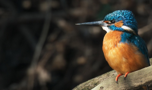 Recensie: Onze Natuur, De Film