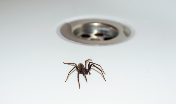 Spinnen in bad: waar komen ze vandaan?